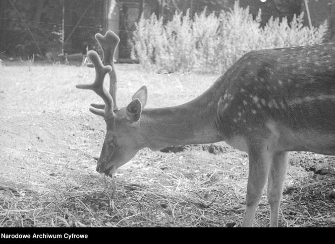 ZOO Wrocław w latach 50. XX wieku. Zobacz, jak wyglądało otwarcie zoo we Wrocławiu [ZDJĘCIA]