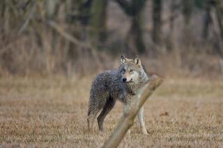 Nadleśniczy uchwycił przepięknego wilka w wielkopolskich lasach