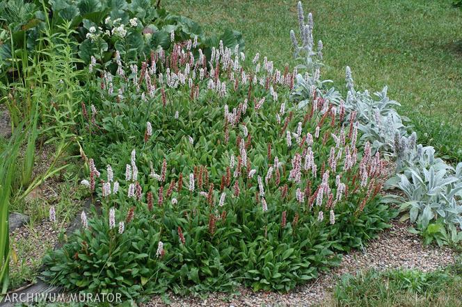 Rdest pokrewny - Bistorta affinis = Polygonum affine