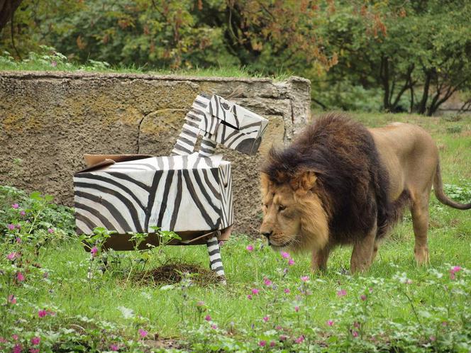 Rozrywka dla lwów z łódzkiego zoo