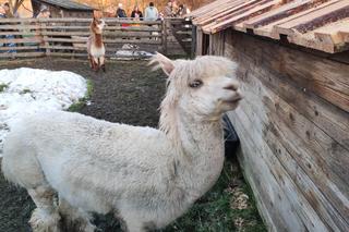 Żywa szopka przy klasztorze bernardynów w Tarnowie. Osiołek i alpaki ściągają tłumy