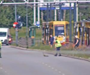Łódź. Motorniczowie zatrzymali tramwaje, by uratować kaczą rodzinę!
