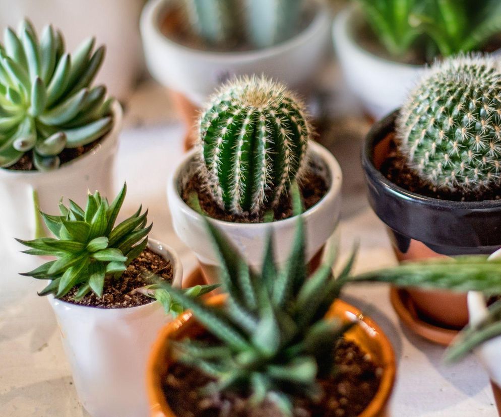 Kaktusy i sukulenty