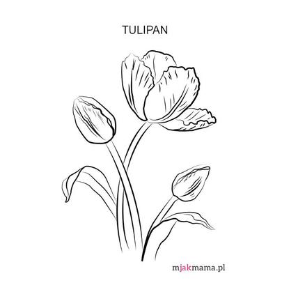 Kolorowanka kwiaty - tulipan