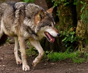 Wilk pogryzł mężczyznę? Ranny trafił do szpitala w Ustrzykach Dolnych