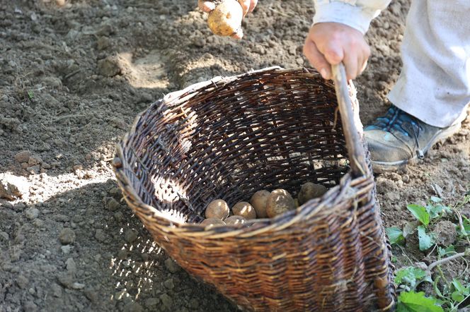 W skansenie w Lublinie pokazali, jak dawniej wyglądały wykopki kartoflane