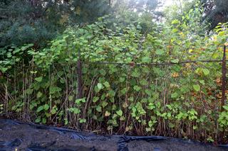 Warszawa. Na terenie budowy liceum wyrósł rdestowiec. W jaki sposób dzielnica radzi sobie z tą inwazyjną rośliną?