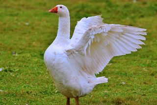Wysyłała żywe gęsi pocztą, jedna udusiła się w folii. Prokuratura walczy o ukaranie hodowczyni