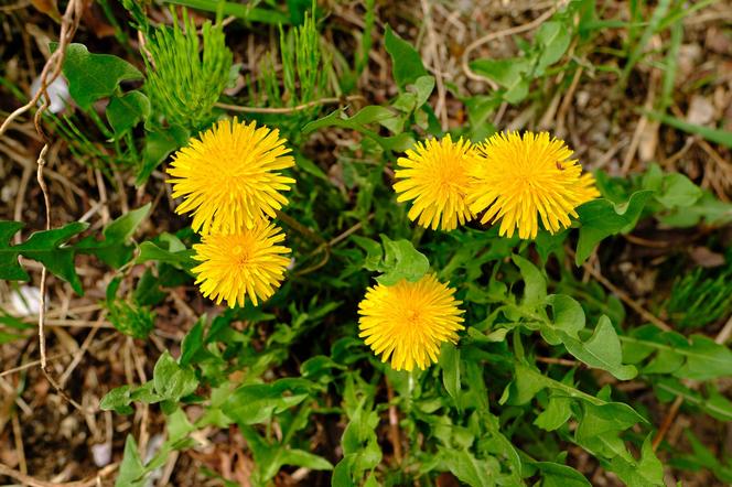 Mniszek lekarski (Taraxacum officinale)