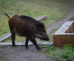 Dzik na Uniwersytecie Rzeszowskim! Zobacz, jak szalał po korytarzach!