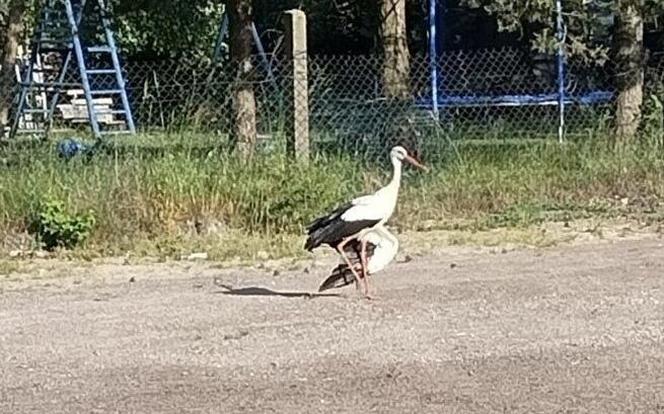 Ranny bocian z Tąpkowic