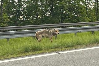 Policjanci z Ostródy pomogli rannemu wilkowi