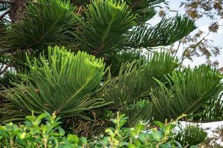 Exaucaria [Porada eksperta]