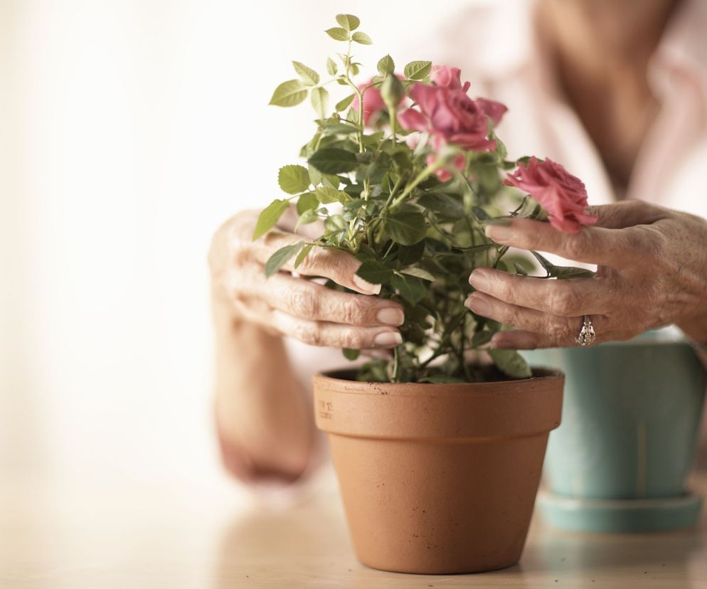 Niektóre kwiaty doniczkowe produkują tlen, inne poprawiają samopoczucie lub wyzwalają pokłady kreatywności.