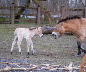 Klaczka konia Przewalskiego z matką Pimą w warszawskim ZOO