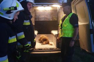 Chciał utopić psa. Zwierzaka uratowali strażacy 