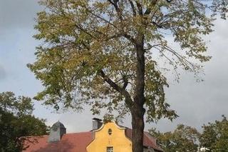 Wycinka drzew przy Bukowskiej
