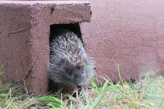 Zbudowałem domek dla jeży