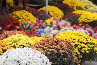 Jak udekorować grób na Wszytskich Świętych