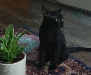 Tramwajowe koty szukają domu. Fabryka Mruczenia, mały Duńczyk i spółka polecają się do adopcji.