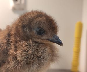 Nowy maluch w warszawskim ZOO. Jest znany z niezwykłego tańca!