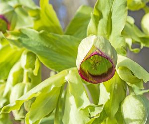 Ciemiernik cuchnący