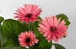 Gerbera