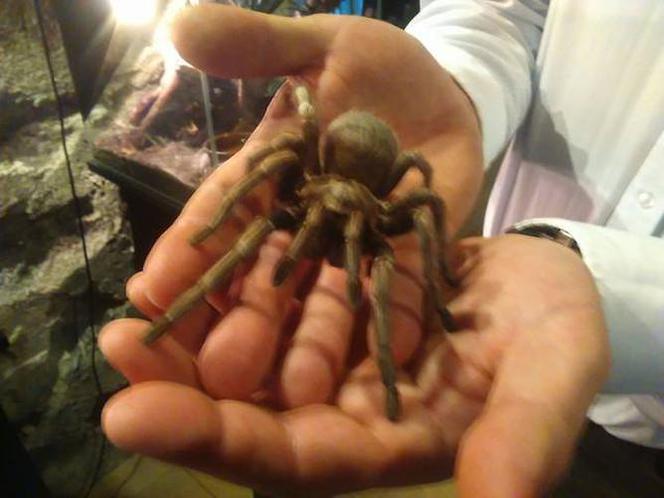 Wystawa Pająków w Krakowie