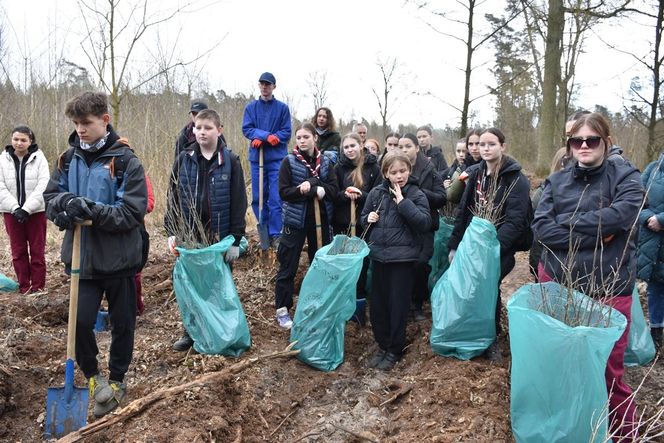 LAS PAMIĘCI  w Marchwaczu - młodzież posadziła ponad 1000 dębów ku pamięci Bohaterów II wojny światowej