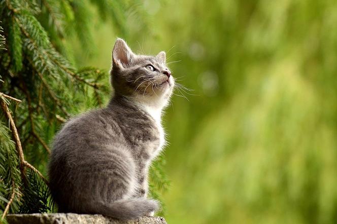 Koty do adopcji w zielonogórskim Schronisku dla Bezdomnych Zwierząt [WIDEO]