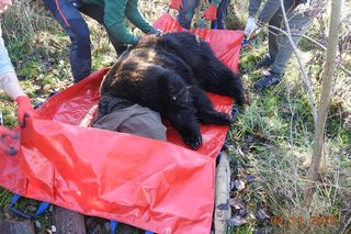 Z piekła do azylu! Uratowana niedźwiedzica Poca zaczyna nowe życie w Poznaniu