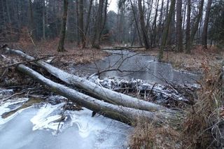 Nazwa tej rzeki na Podkarpaciu może przywoływać dziwne skojarzenia. Występuje w niej ponad 300 gatunków
