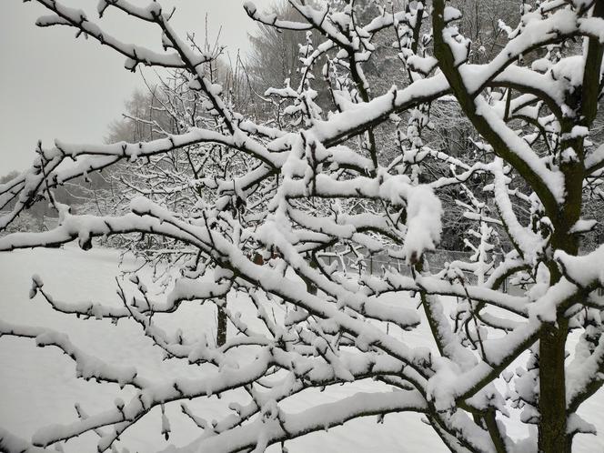 Pierwszy śnieg w regionie tarnowskim