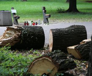Drzewo w Parku Praskim zabiło dziecko i okaleczyło matkę. Sędzia: To było jak katastrofa lotnicza
