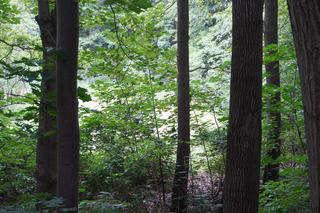 To najmniejsze jezioro w Olsztynie. Prawie nikt o nim nie słyszał [ZDJĘCIA]