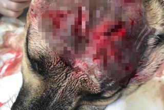 Kłusownik próbował bestialsko zabić psa, który wpadł we wnyki