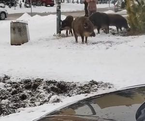 Dziki zaatakowały kobietę w centrum Jaworzna 