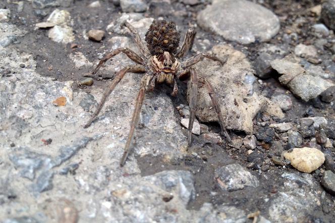 Ogromne, jadowite pająki zadomowią się w Polsce? Są już bardzo blisko. Winne zmiany klimatyczne