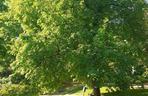 Park Dolina Szwajcarska w Warszawie