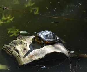 Wyrzucone żółwie do zbiorników w Śląskiem skazane na śmierć.  To wina człowieka, jego próżności i głupoty