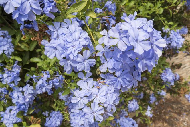 Ołownik uszkowaty - Plumbago auriculata