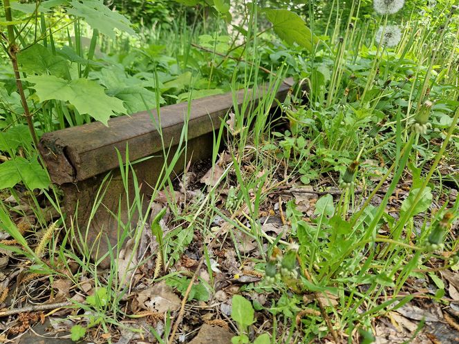 Torowisko tramwajowe na Babiej Wsi w Bydgoszczy zarośnięte chwastami. Tramwaje zniknęły stąd lata temu