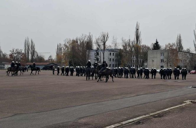 Atestacja koni służących w łódzkiej policji i straży miejskiej