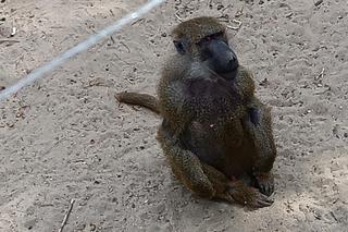 Zwierzęta w zoo we Wrocławiu