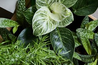 Kalatea 'Sanderiana'  (Calathea sanderiana)