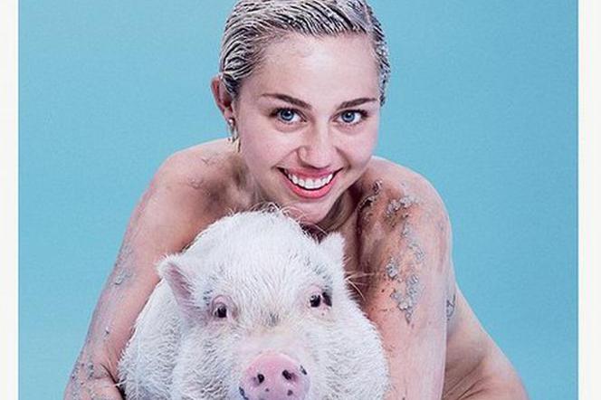Miley Cyrus nago ze świnią na okładce Paper