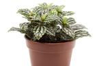 Pilea Cadiera - Pilea cadierei