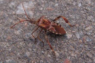 Wtyk Amerykański: śmierdzący owad atakuje nasze domy