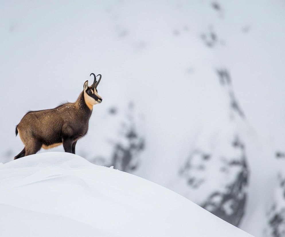 Kozica stoi na zaśnieżonym pagórku, zwrócona w prawo. Jej sierść jest brązowa, z jaśniejszym, kremowym odcieniem na szyi i podbrzuszu oraz ciemnymi pasami biegnącymi od oczu do nozdrzy. Ma ciemne, zakrzywione rogi. Całe tło stanowi biała, rozmyta panorama ośnieżonych górskich zboczy.