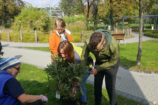 Pastwisko dla koni w Sosnowcu